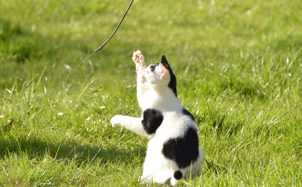 Schwarz-weiße Katze - Pawsometime