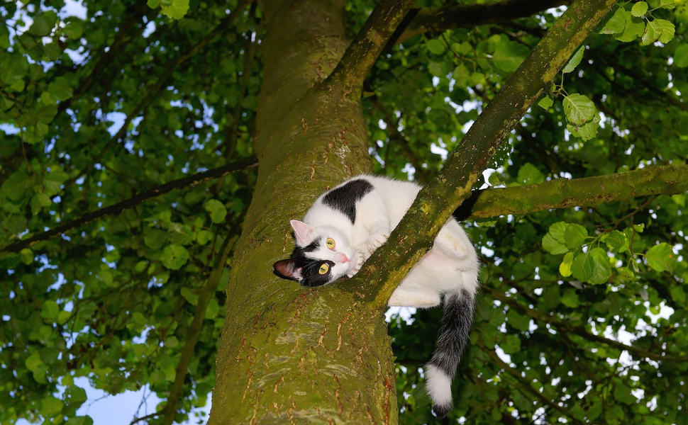 kratzbaum für die wand - Pawsometime
