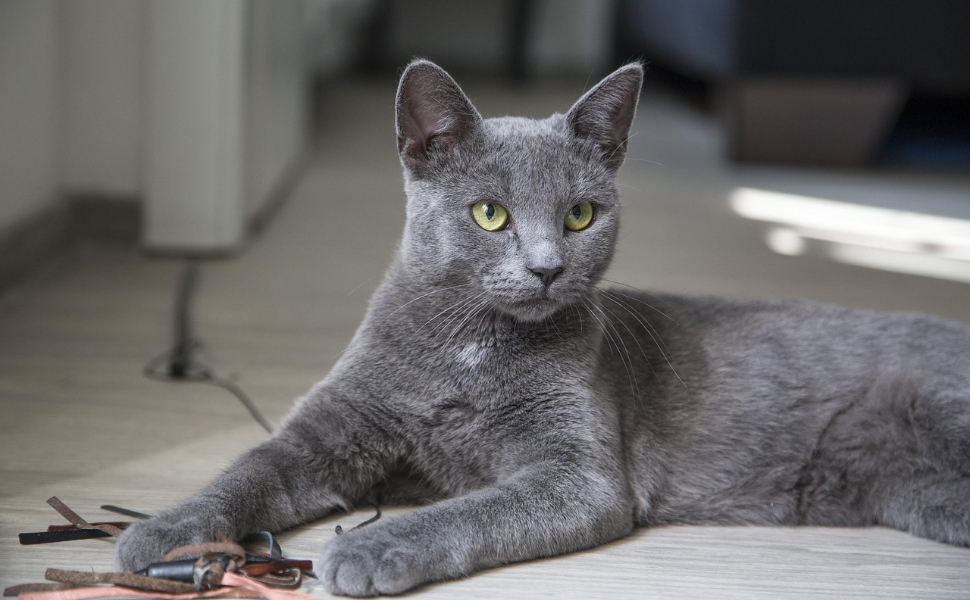 Katzen Kratz Ecken - Pawsometime