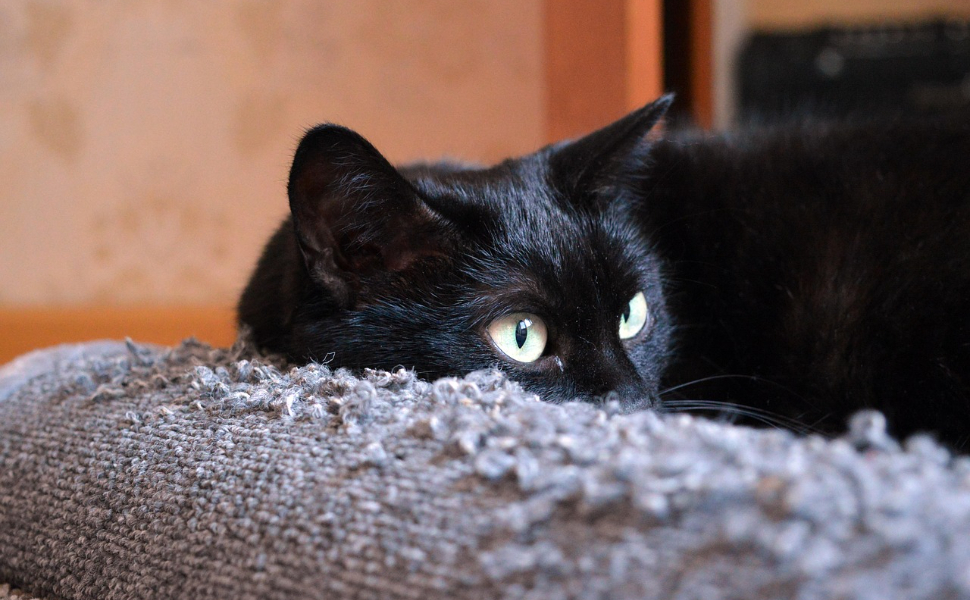 Schwarze Katze - Pawsometime