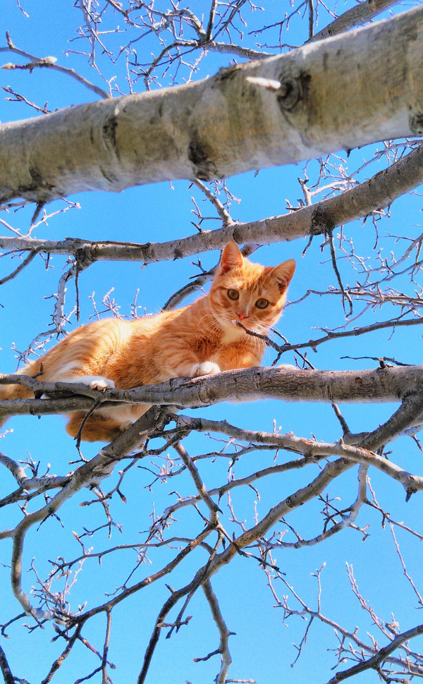 Katzen - Pawsometime