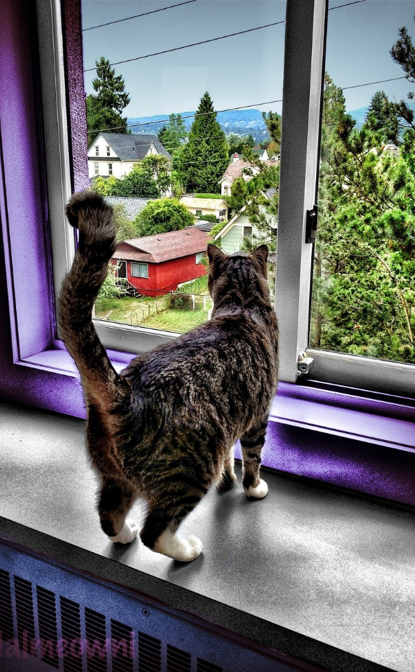 Kratzbrett Katze - Pawsometime