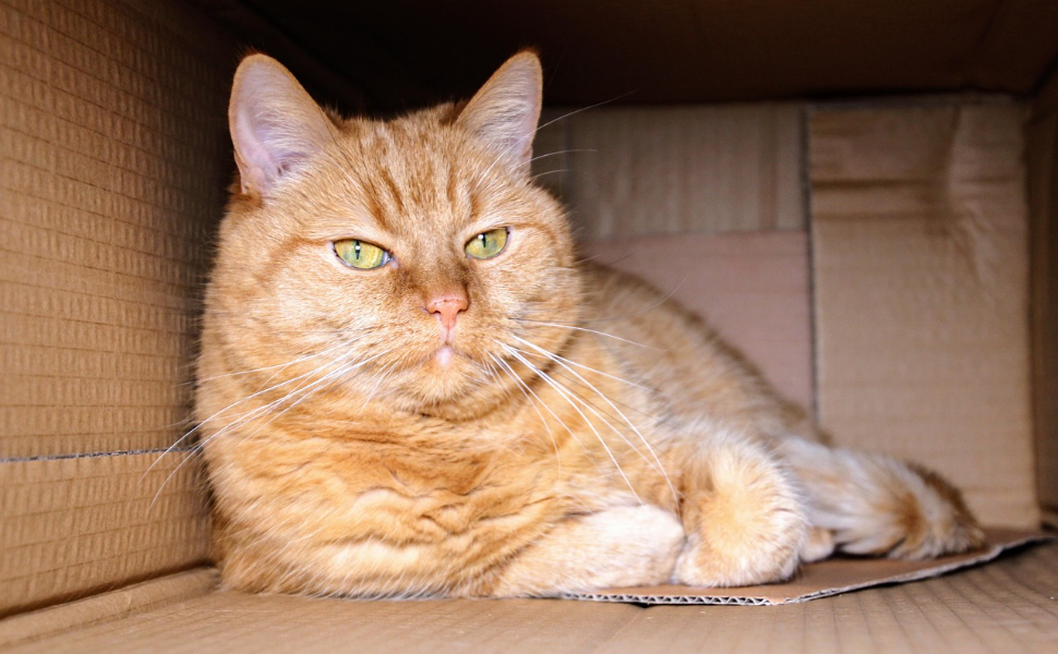 Katze im Papppanzer – Pawsometime