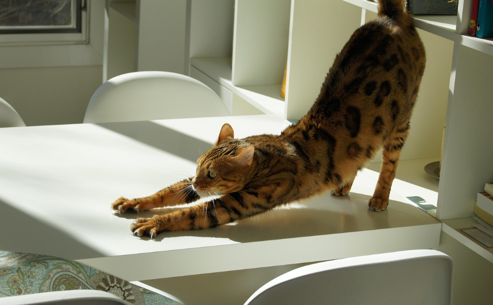 Katze strecken - Pawsometime