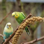 Einstieg in die Vogelspielzeuge: Das perfekte erste Spielzeug für Ihren Wellensittich auswählen