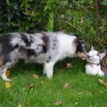Haus mit Hund: Welchen Kratzbaum kaufen, der Katzen am besten passt?