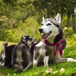 Wie viele Zähne hat ein Hund? Die Rolle von Zähnen in Kommunikation und Verhalten