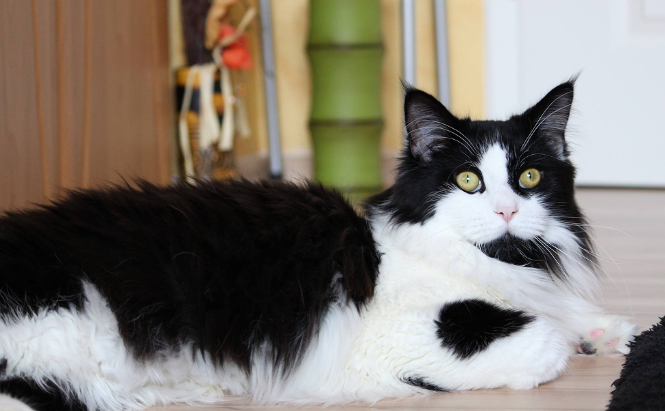 Großkatzen – Pawsometime