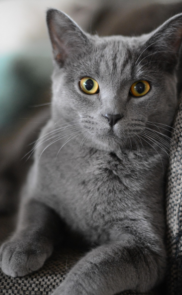Katze - Pawsometime