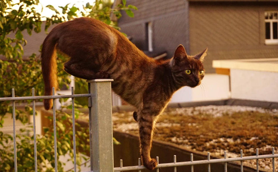 Kratzbaum für Katzen - Pawsometime