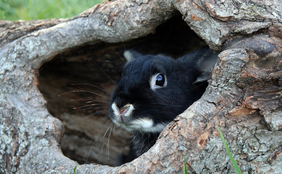 Schwarzes Kaninchen - Pawsometime