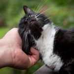 Katzenbaum stabil selbst bauen: Einfache Anleitung für Anfänger