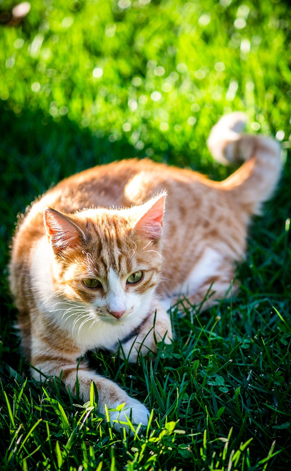 Katze - Pawsometime