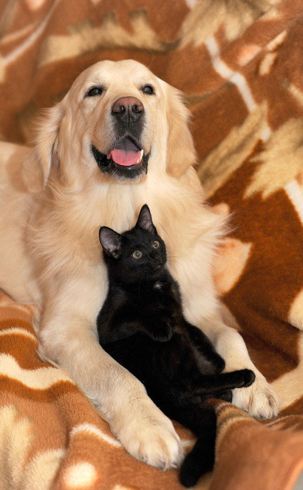 Golden Retriever und schwarze Katze - Pawsometime