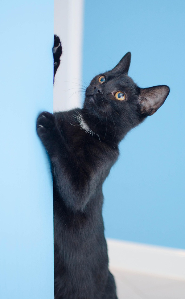 Schwarze Katze - Pawsometime