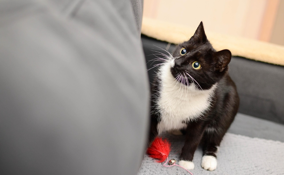 Katzenbaum Stabil - Pawsometime