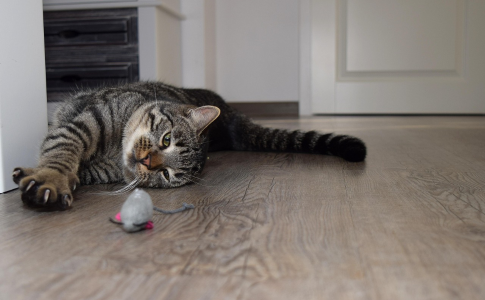 spielzeug für katzen zur selbstbeschäftigung - Pawsometime