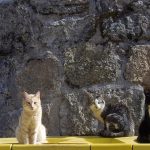 Stabile Kratzbäume für Mehrkatzenhaushalte: So sichern Sie jedem Ihrer Stubentiger einen sicheren Platz