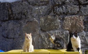 Mehrkatzenhaushalte - Pawsometime