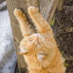 Katze kratzt Möbel: Ursachen verstehen und effektive Lösungen finden