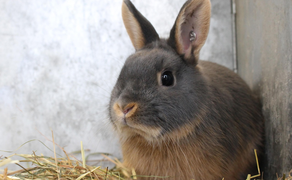 Hay - Pawsometime