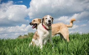wie oft müssen hunde raus - Pawsometime