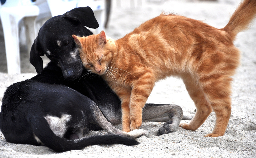 Katze und Welpe - Pawsometime