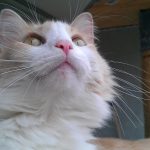 Kratzt Ihre ältere Katze noch an Möbeln? So bringen Sie sie dazu, den neuen Kratzbaum zu lieben