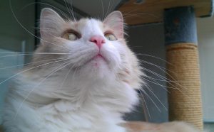 Kratzt Ihre ältere Katze noch an Möbeln - Pawsometime