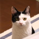 Pflege und Austausch: So bleibt Ihre Kratzecke immer attraktiv für Ihre Katze