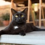 Wie viele Leben haben Katzen? Pflege- und Sicherheitstipps