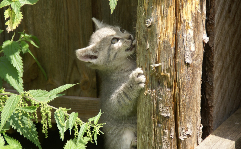 Kratzbaum für große Katzen - Pawsometime