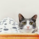 Interaktive Kratzecken: Mehr als nur Krallenpflege – Spiel und Spaß für Ihre Katze