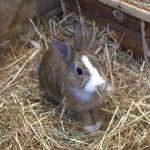 Was fressen Kaninchen? Die Rolle von Heu in der täglichen Ernährung
