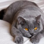 Wie alt werden BKH-Katzen? Vergleich mit anderen Kurzhaar-Rassen