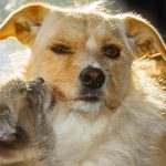 Welche Katze passt zu mir, wenn ich schon Hunde habe?