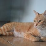 So bleibt Ihre Senior-Katze aktiv: Die Bewegungs- und Spielvorteile von Kratzbäumen