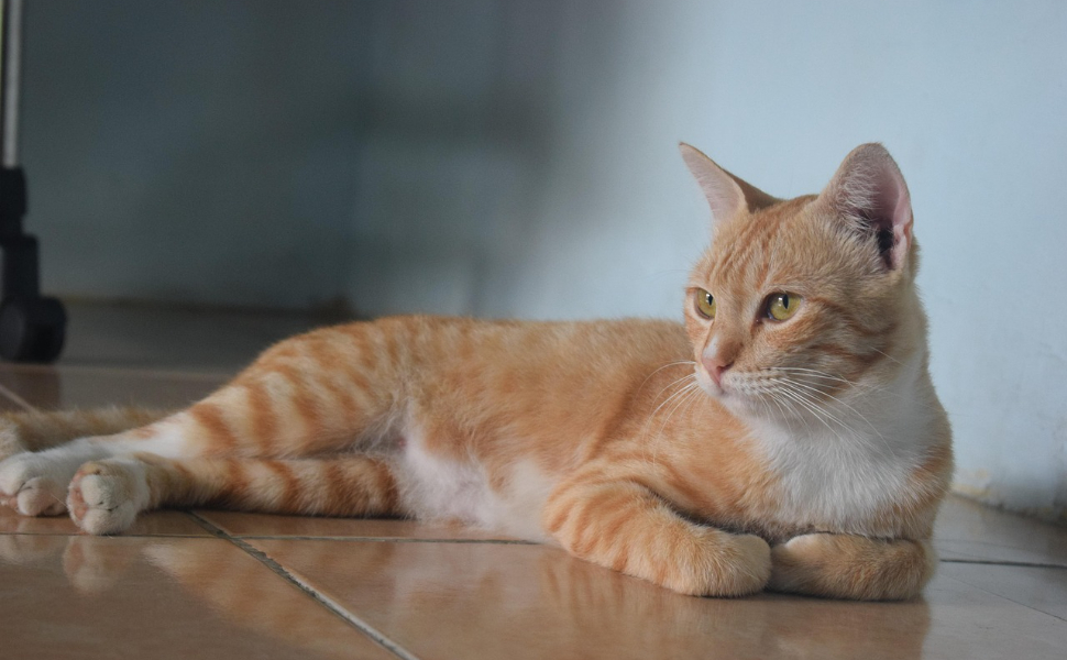 So bleibt Ihre Senior-Katze aktiv - Pawsometime
