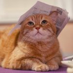 Beziehungsaufbau: 5 Wege, wie Sie eine tiefere Verbindung zu Ihrer Katze schaffen