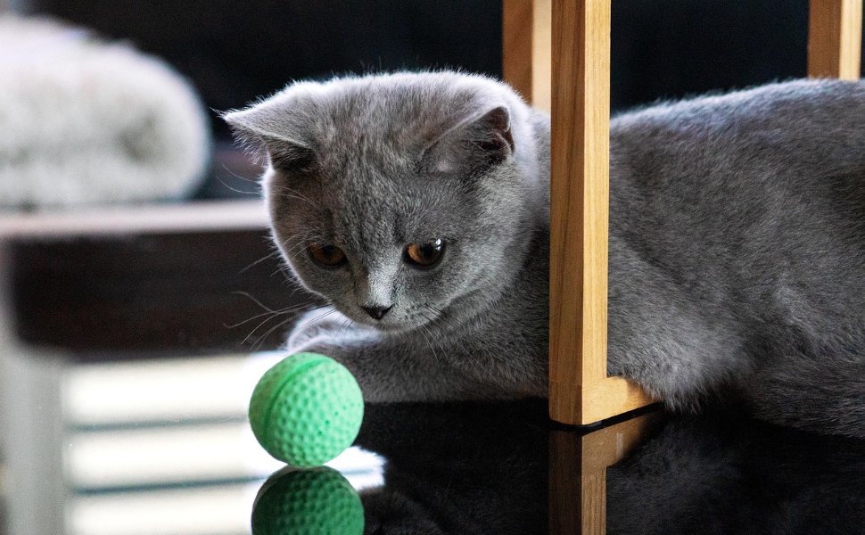 Katzenspielzeug – Pawsometime