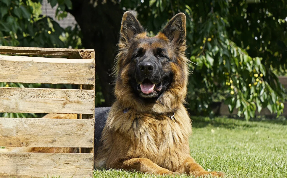 Hundeknochen - Pawsometime