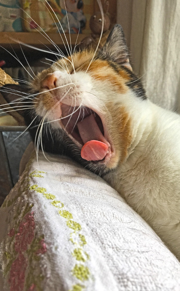 katzen kratz ecken - Pawsometime