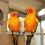 Einstieg in die Vogelspielzeuge: Das perfekte erste Spielzeug für Ihren Wellensittich auswählen