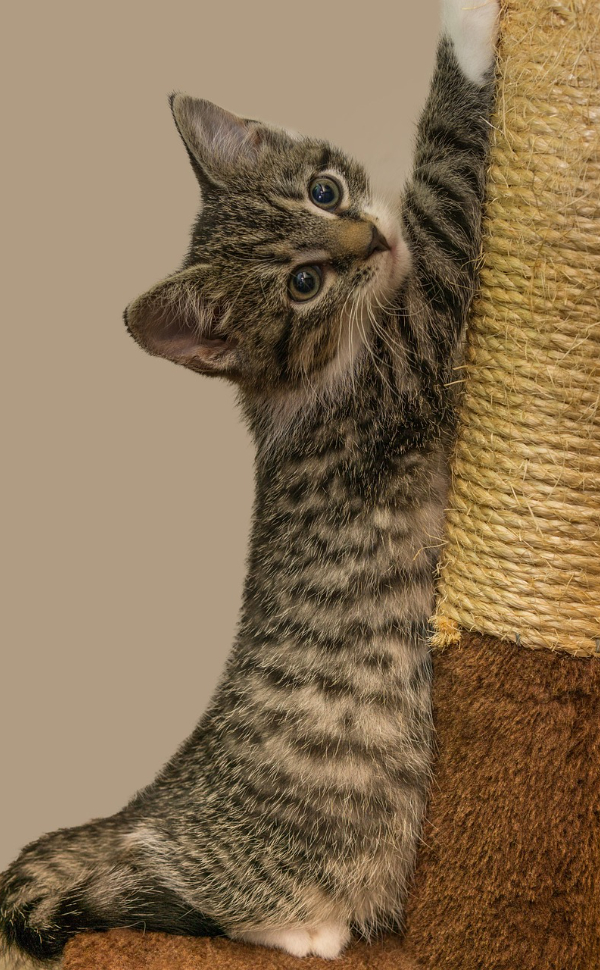 Katzen Kratz Ecken - Pawsometime
