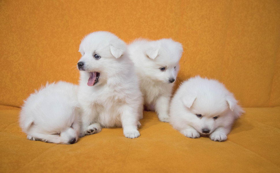 Hund Kuscheltiere - Pawsometime