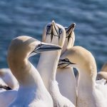 Wie schlafen Vögel?