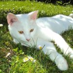 Stressabbau bei Katzen: Wie Spielzeuge und die Umgebung helfen können