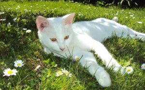 Stressabbau bei Katzen - Pawsometime
