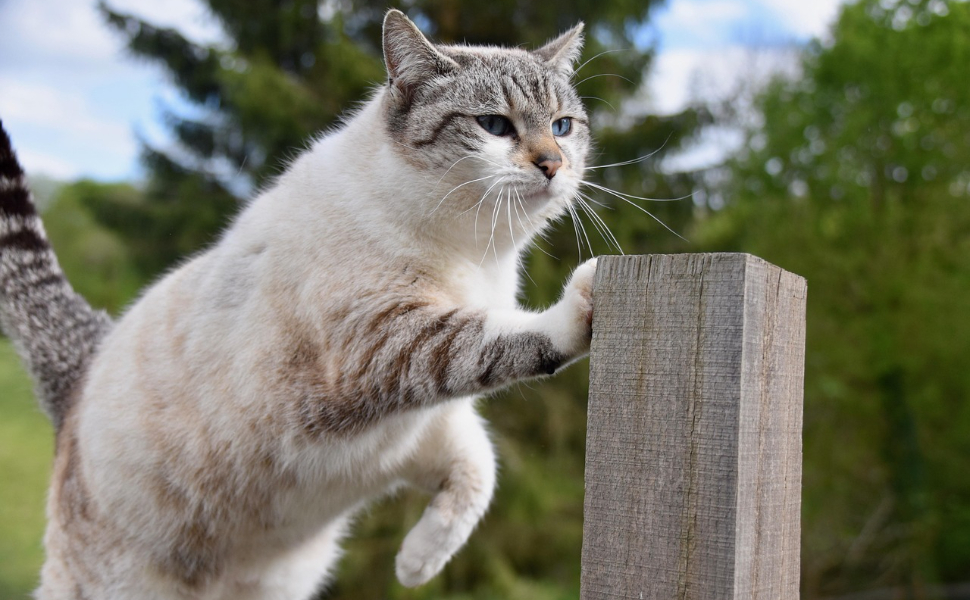 katzenbaum stabil - Pawsometime