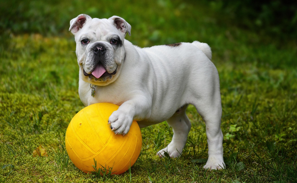 hunde intelligenzspielzeug - Pawsometime